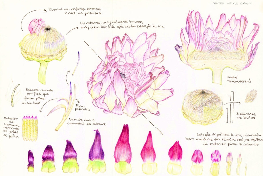 Analysis of artichoke through freehand drawings - part 1